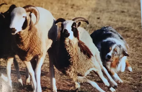 La storia dell'Australian Shepherdh1